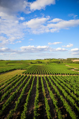Fototapeta na wymiar Vue sur les vigne d'un domaine en France