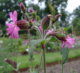 Silene dioica