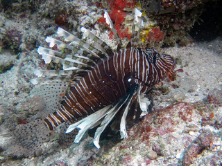 Naklejka na ściany i meble A Common Lionfish (Pterois volitans) in the Indian Ocean