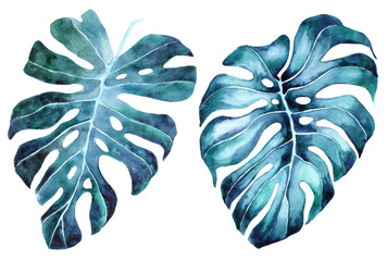 Tropical leaves set. Jungle botanical watercolor illustrations, floral elements, palm leaves and others. leaves of Monstera blue. Watercolor monstera leaves. © Anastasiia