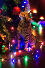 cat and Christmas lights