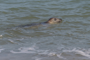 Grey seal Norfolk England