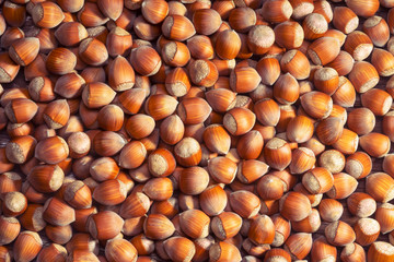 Hazelnuts. Hazelnut background. Top view.
