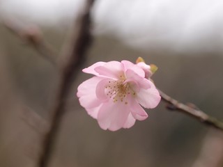 Fototapeta na wymiar 冬の桜