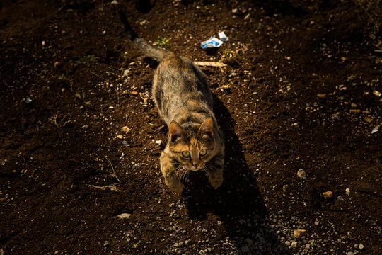 Wild cat 