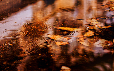  autumn rain leaves