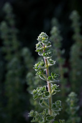 Thyme leaves