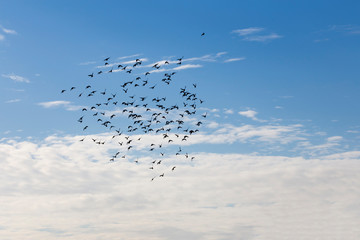 Stormo di uccelli