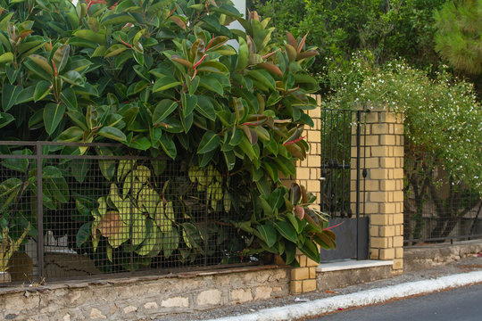 Mediterranean garden (Samos, Grrece)
