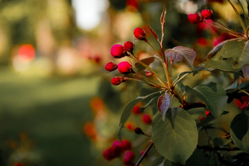 pink flowers close-up on an Apple tree