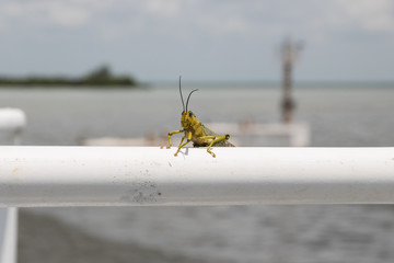 Grasshoper on a handrail