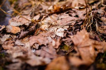 Last year foliage lying on the ground. Early spring concept