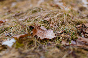 Single leaf lying on dried grass close-up