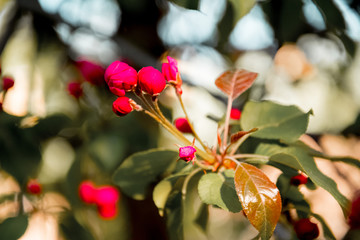pink flowers close-up on an Apple tree