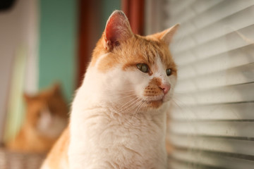 Close up shot of young male cat looking through the window