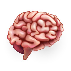 Human Brain. Illustration isolated on white background. Graphic concept for your design