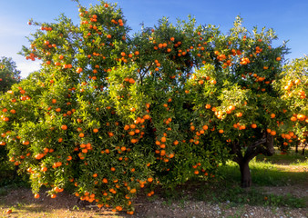 Fototapeta na wymiar Mature mandarin fruits in the garden in sunny day