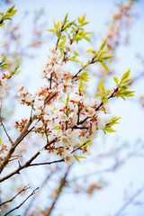 branch of apricot flowers in spring garden under the spring sun in the sky