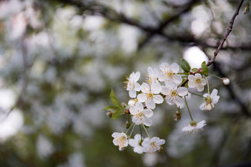 white cherry blossoms in the spring garden