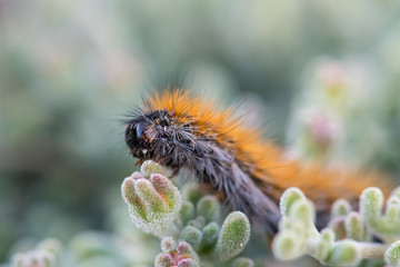 The 'March' Caterpillar