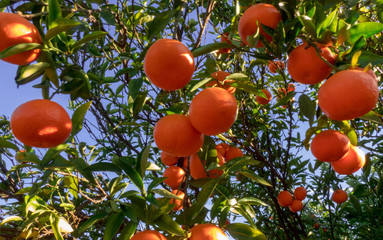 Mature mandarin fruits on tree in sunny day