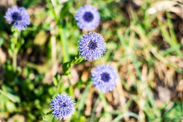 fleurs mauves 