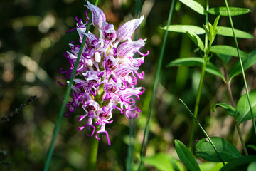 Orchis singe 