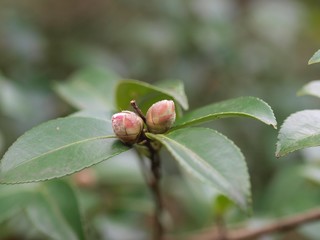 ツバキのつぼみ