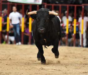 toro negro en españa