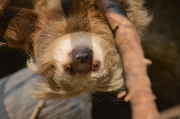 Sloth on a branch © KK