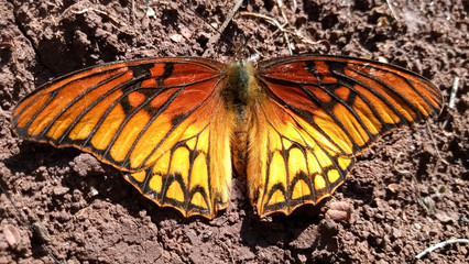 mariposa monarca parada en la tierra en un día asoleado