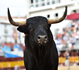 toro en españa