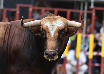 strong bull in spain