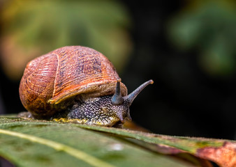 Snail strolls on Tree Leaf in a Windy Day. Helix Aspersa