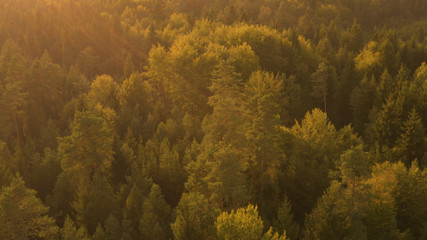 LENS FLARE: Golden sun rays illuminate the vast coniferous forest in Slovenia.