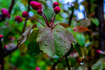 It's spring. here is a blooming Apple tree after a heavy rain