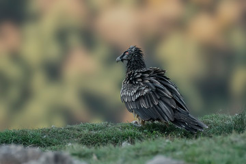 lammergeier Gypaetus barbatus