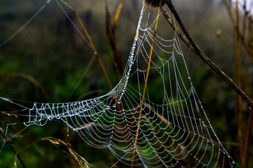 dew appearing on the web in the morning hours going on it in big drops