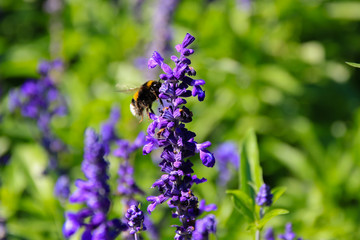 Bumblebee and lavender