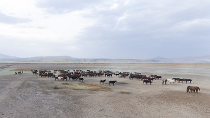 Fototapeta na wymiar Herd of thoroughbred horses. Horse herd run fast in desert dust against dramatic sunset sky. wild horses 
