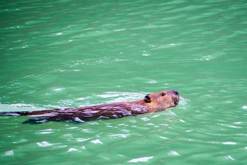Fototapeta premium A beaver swims in High Lake in Yellowstone National Park