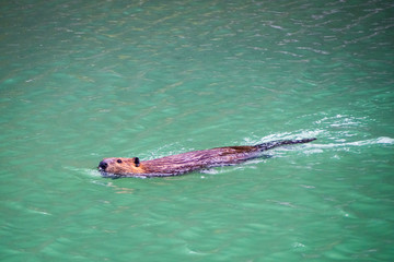 Obraz premium A beaver swims in High Lake in Yellowstone National Park