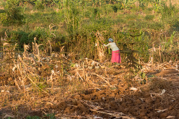 Fototapeta premium Picking harvest of corn in savannah countryside during dry season.