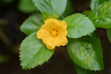 Royal Hawaiian Lei flower 