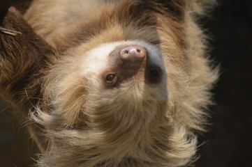 Sloth on a branch © KK