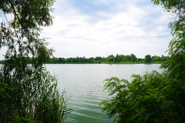 Beautiful view through green plants on the lake great outdoors in summer.