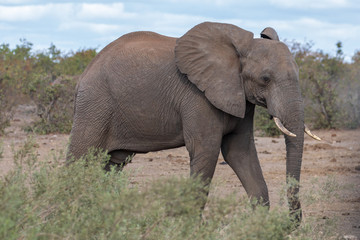 Fototapeta na wymiar Elefant 14