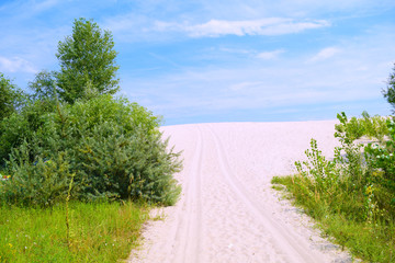 View of the desert and green plants in nature in summer.