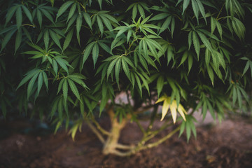 cannabis plant