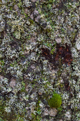 moss on tree bark